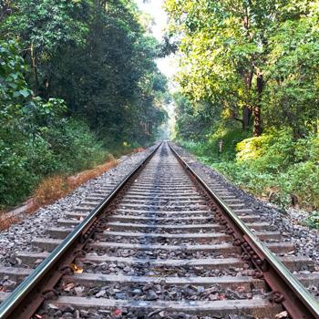 Railroad tracks running through a green forest, with trees and vegetation on both sides.